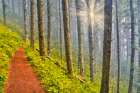 USA- Oregon. Lookout State Park trail with fog amongst Sitka spruce forest with sunrays Art Print